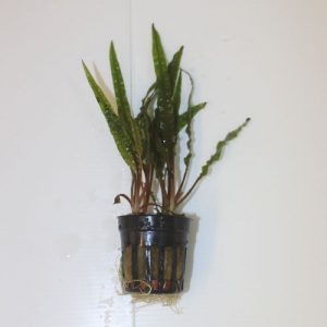 High Quality Crypocoryne Balansae (Pot)