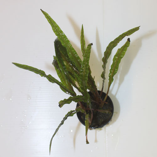High Quality Crypocoryne Balansae (Pot) - Image 2