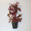 Alternanthera Pot