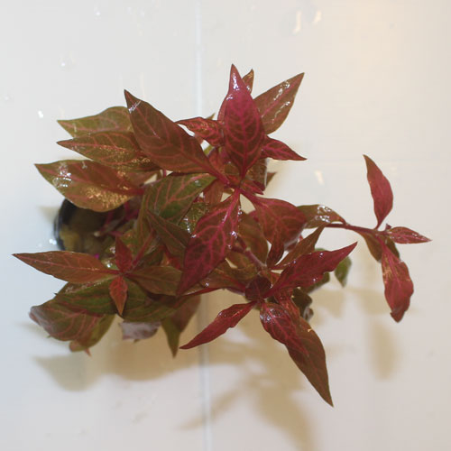 Alternanthera Pot - Image 2