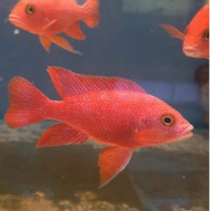 Super Red Peacock Strawberry 7-8cm  