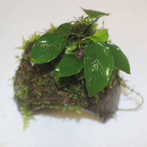 Anubias On Coconut **NEW**