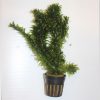 Elodia Densa Pot