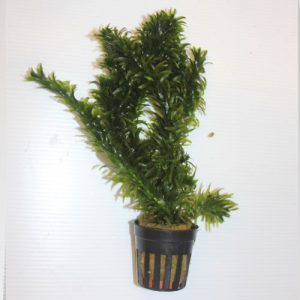 Elodia Densa Pot
