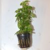 Hygrophyila Polysperma Pot 