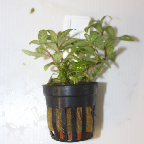 Hygrophila Pot (Green & Pink Leaf)