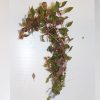 Ludwigia Super Red bunch 