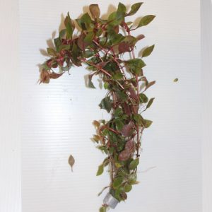Ludwigia Super Red bunch 