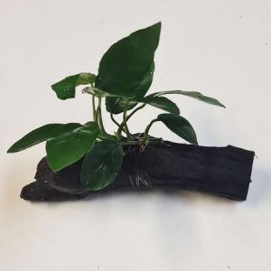 Anubias Nana On Wood  '' **NEW**