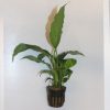 Spathiphyllum Pot