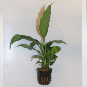 Spathiphyllum Pot