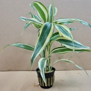 White and Green Dracena Pot   