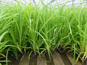 Carex pendula