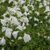 Mazus Repans Alba