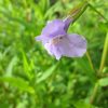Mimulus Ringens