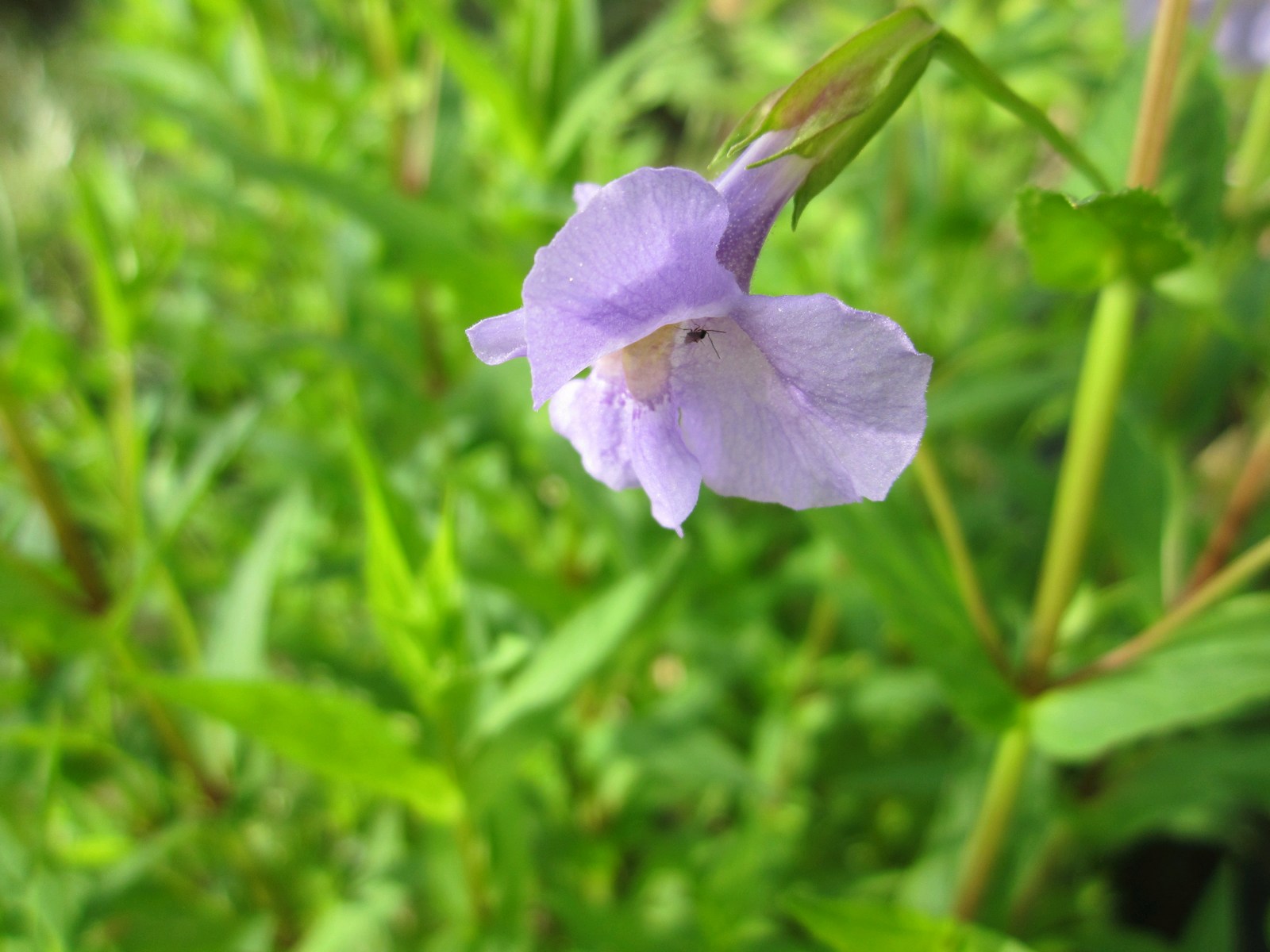 Mimulus Ringens