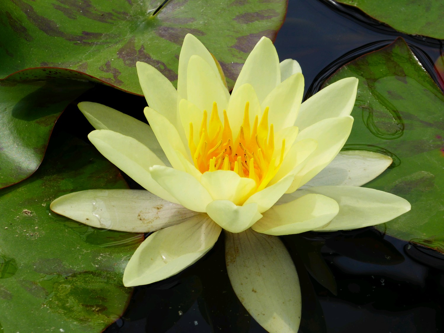 N. Marliacea Chromatella 10 ltr