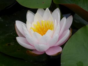 N. Marliacea Rosea 3 ltr