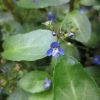 Veronica beccabunga 