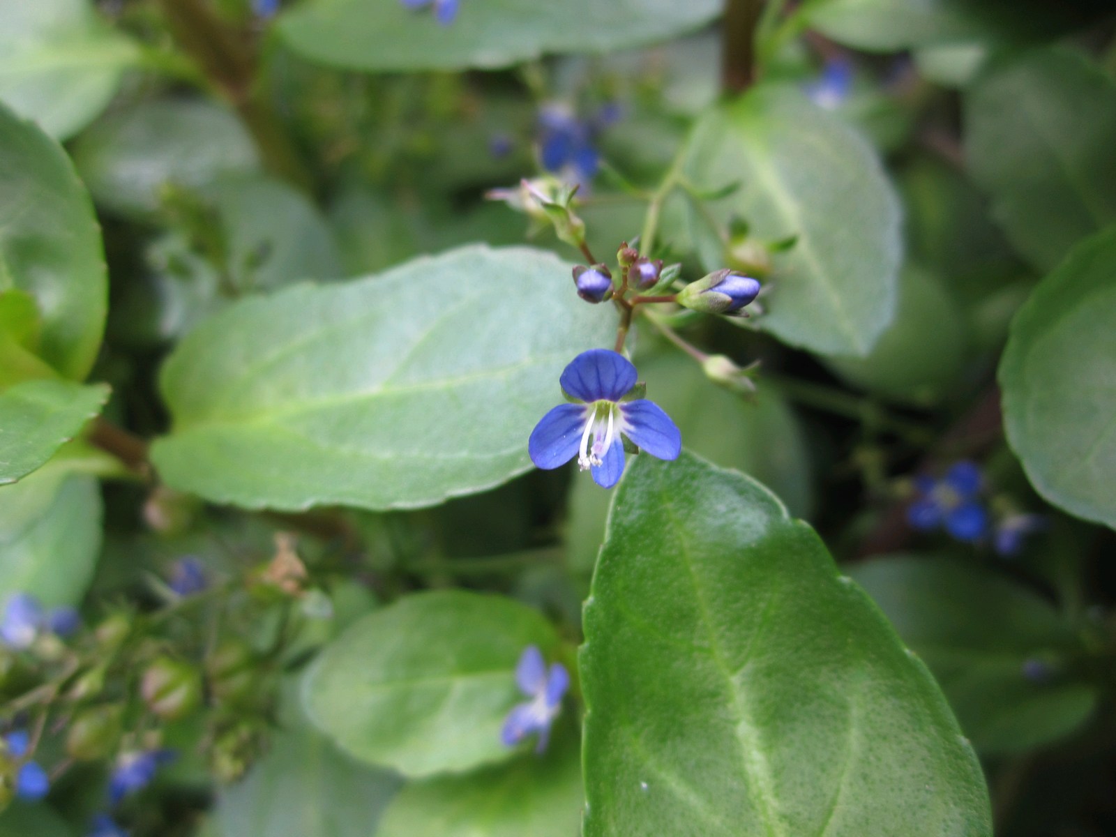 Veronica beccabunga