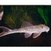 Red Fin Thresher Pleco L011 8/10cm