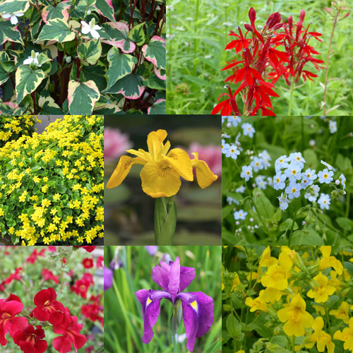 Ornamental Marginals Colour Collection 6 x 9 cm Pots