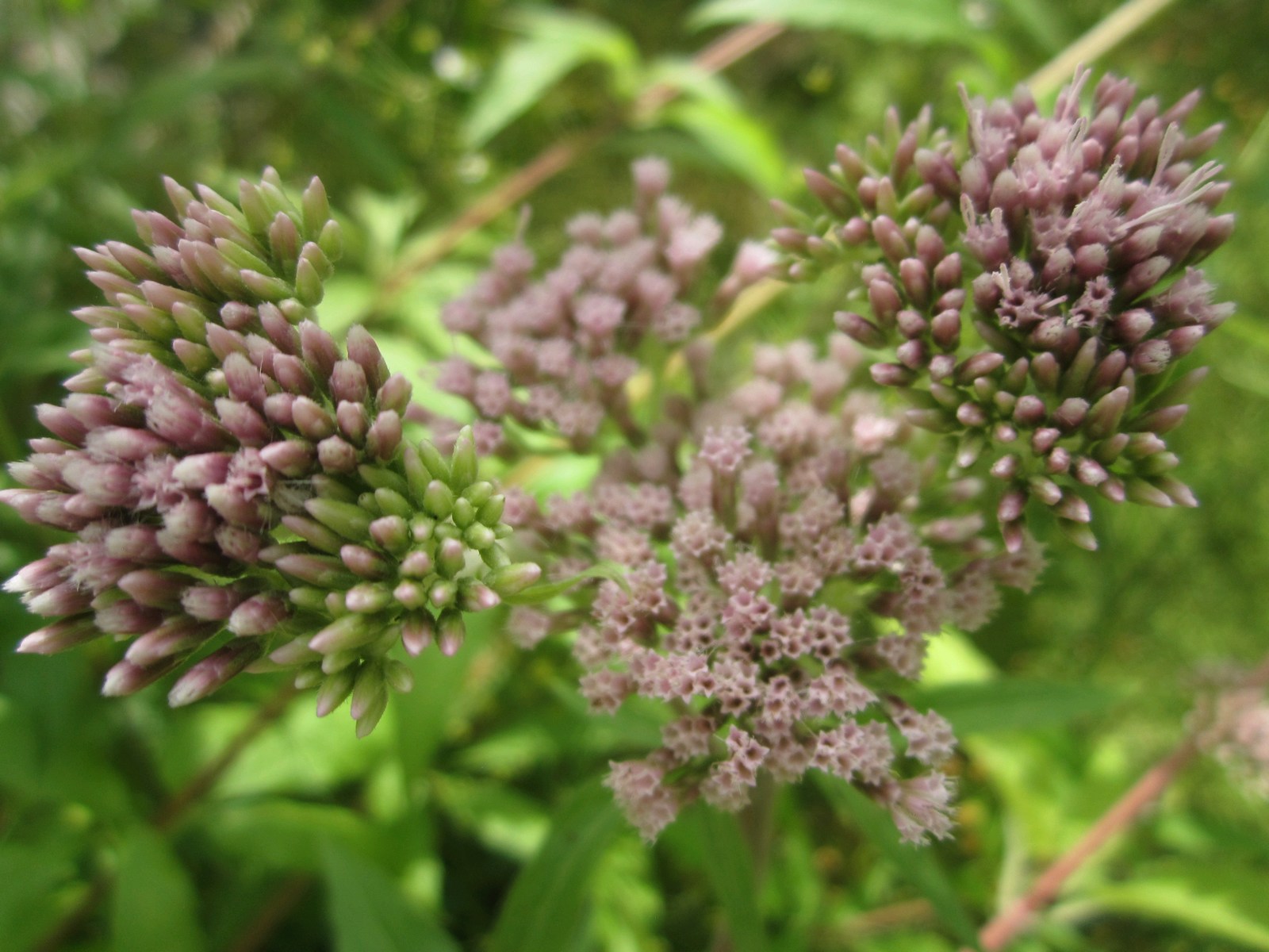 Eupatorium cannabinum