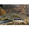Peppermint Pleco L031 6/8cm
