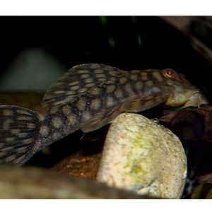 Polka Dot Pleco L020 6/8cm