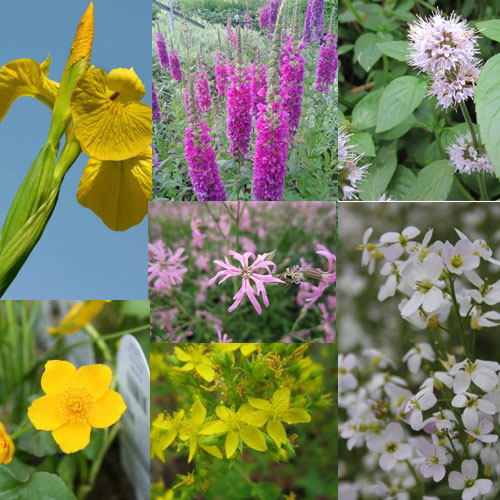 Wildlife Collection 6 x 9cm Pot Plants