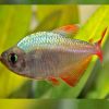 Columbia Tetra  