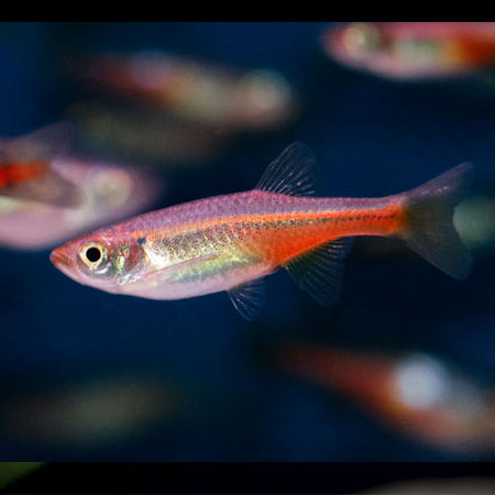 Fireline Danio 3/3.5cm
