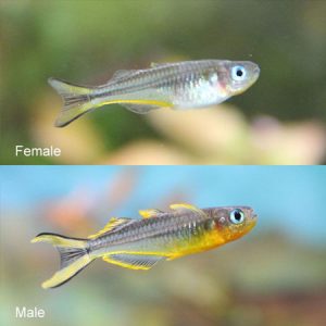Furcata Rainbow 2/3 cm  