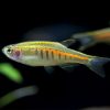 Glowlight Danio 3/3.5cm