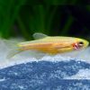 Gold Zebra Danio 3/3.5cm
