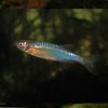 Pearl Danio 3/3.5cm