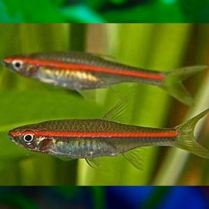 Red Line Rasbora  **SALE** 