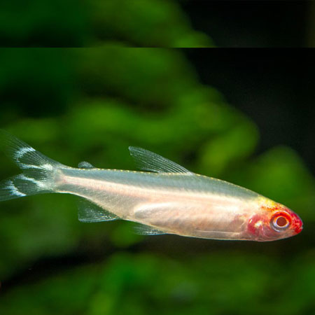 Albino Rummynose Tetra **NEW**