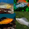 Assorted Sailfin Molly 