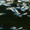 Blue Tetra **NEW** 