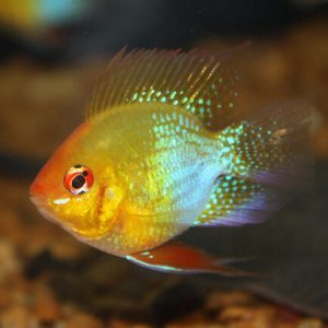 Electric Gold Balloon Ram ***NEW***