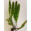 Aponogeton boivinianus pot