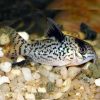 Agassizii Cory 2-4cm