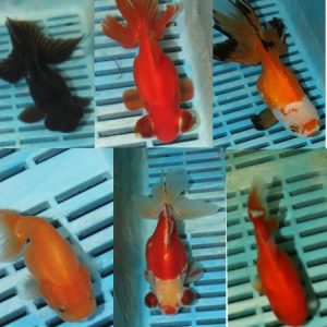 11-13cm Photographed Fancy Goldfish
