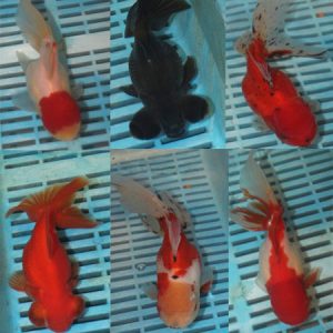 13-15cm Photographed Fancy Goldfish