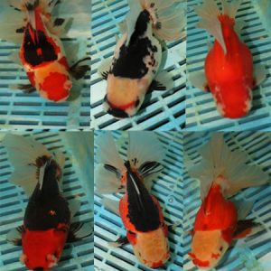 15-18cm Photographed Fancy Goldfish