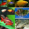 Small Tropical Tank Filler-Fish and Plants (Pack 21)