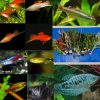 Small Tropical Tank Filler-Fish and Plants (Pack 22)