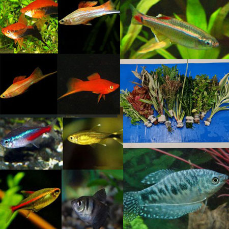 Small Tropical Tank Filler-Fish and Plants (Pack 22)