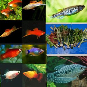 Small Tropical Tank Filler-Fish and Plants (Pack 23)